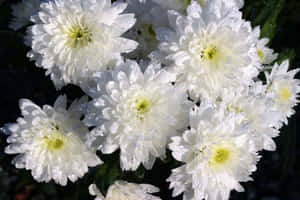 覆蓋著露珠的白色菊花在明亮的陽光下。 — 菊花 壁紙