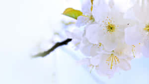 白色櫻花特寫，黃色花心，背景為明亮天空。 — 明亮 壁紙