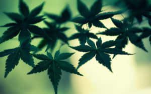 楓葉剪影在柔和綠黃背景上。 — 酷炫大麻 壁紙