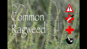 帶有過敏警告標誌和文字疊加的常見豚草植物。 — 花園 壁紙