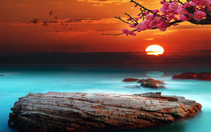 粉紅色的櫻花框住了平靜海洋上熾熱的日落，伴隨著岩石海岸。 — 湖泊 壁紙