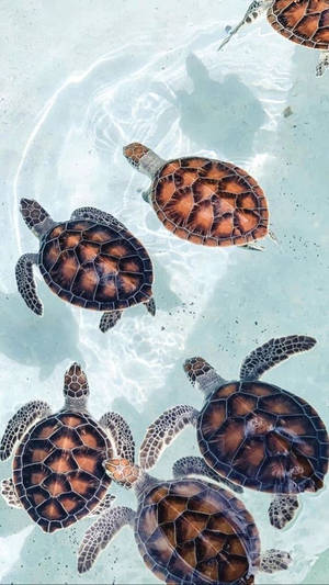 海龜在清澈的藍色海水中游泳，帶有陽光圖案。 — 低調 壁紙
