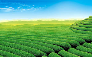 起伏的綠色茶園梯田在清澈的藍天下，遠處有山巒。 — 茶園 壁紙