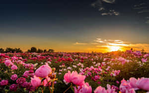 夕陽落在盛開的粉紅色牡丹花田上，天空逐漸變暗。 — 粉色花朵 壁紙