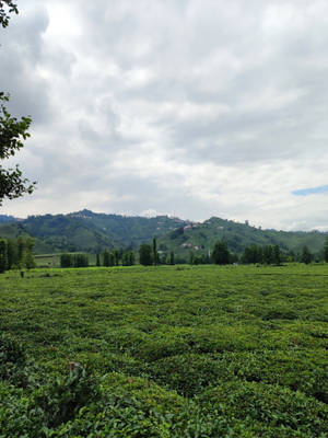 多雲天空下，廣闊的茶園，連綿起伏的山丘和散落的房屋。 — 茶園 壁紙