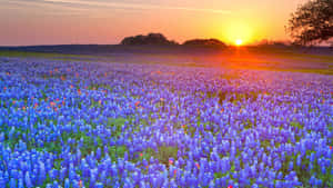 夕陽映照藍帽花田，遠方有樹木。 — 草原 壁紙
