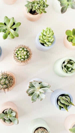 各種多肉植物和仙人掌放在柔和色調的花盆中，排列在淺色背景上。 — 植物美學 壁紙