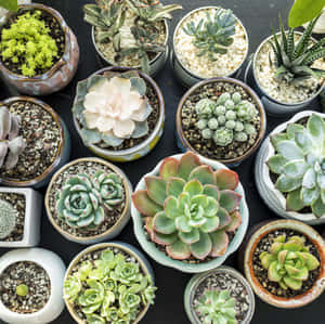 深色背景上的陶瓷容器中盆栽多肉植物的集合。 — 花園 壁紙