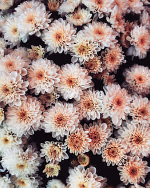 近距離拍攝密集花藝中的蜜桃色和奶油色菊花。 — Tumblr 花朵 壁紙