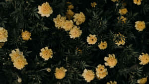 黃色萬壽菊花朵在茂盛的綠色花壇中生長。 — 花朵 壁紙