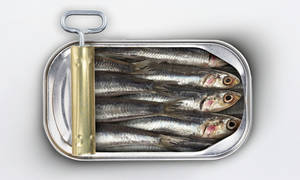 白色背景上裝有沙丁魚的打開罐頭 — 魚 GIF 壁紙