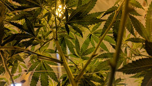 室內種植室中種植燈下的大麻植物特寫。 — 艾蜜莉布朗 壁紙
