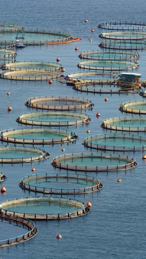 圓形養魚網箱漂浮在平靜的藍色水面上，帶有橙色浮標。 — 1440x2560 壁紙