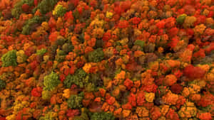 秋日森林的空中景觀，樹木呈現紅色、橙色和黃色 — 秋季 壁紙