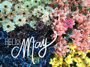 色彩繽紛的花卉牆，帶有 'Hello May' 文字問候。 — 五月 壁紙