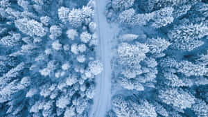 從上方俯瞰，白雪覆蓋的森林中有一條蜿蜒的道路。 — 寒冷 壁紙