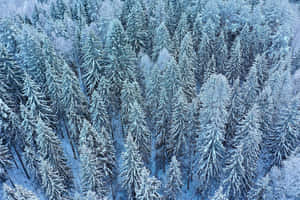 從上方俯瞰冬日森林中積雪的常綠樹 — 冬季風景 壁紙