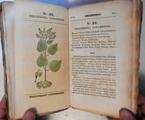 雙手捧著打開的復古植物學書籍，帶有植物插圖和文字。 — 看書 GIF 壁紙