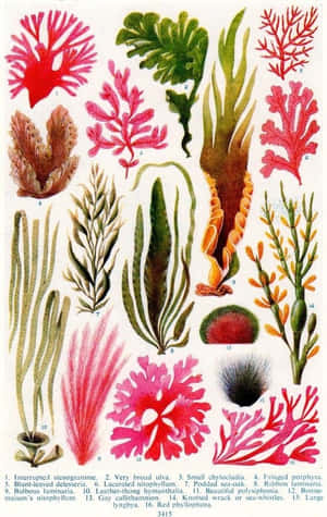 各種海藻和珊瑚的復古植物插圖，帶有標籤和學名。 — 海景 壁紙
