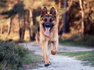 德國牧羊犬背景 — 德國狼犬 壁紙