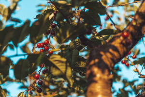 成熟的紅色櫻桃在樹枝上，襯以綠葉和藍天背景。 — 柳橙 壁紙