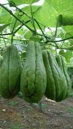 綠色佛手瓜果實掛在花園的藤蔓上。 — 花園 壁紙