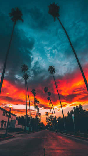 棕櫚樹框住了暮色中寧靜街道上空的鮮豔夕陽天空。 — 邁阿密 壁紙