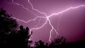 紫色暴風雨天空，明亮的閃電劃過黑暗的樹木剪影。 — 閃電 壁紙