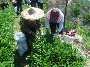 農夫在山地田野中於陽光下採摘茶葉。 — 農業 壁紙