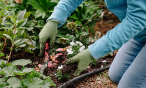 一個人戴著綠色手套在花園裡種植一朵白花。 — 花園 壁紙