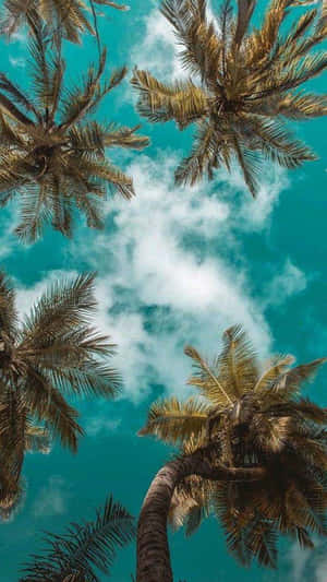 棕櫚樹框住一片帶有白雲的明亮藍天。 — 棕櫚樹日落 壁紙