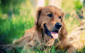 拉布拉多犬背景 — 拉布拉多 壁紙
