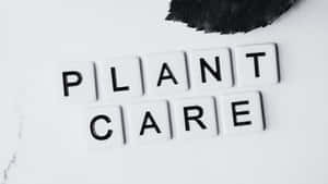 拼出 plant care 的白色瓷磚與大理石背景上的深色葉子 — 簡約暗黑美學 壁紙
