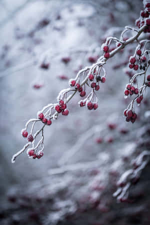 在白雪皚皚的冬季森林中，結滿紅色漿果的霜凍樹枝。 — Oppo Pad Mini 壁紙