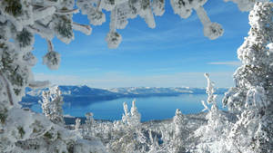 積雪的松樹枝條框出寧靜的冬季湖泊與山景。
