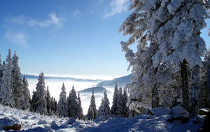 積雪的松樹俯瞰著冬季山景中的雲海。 — 寒冷 壁紙