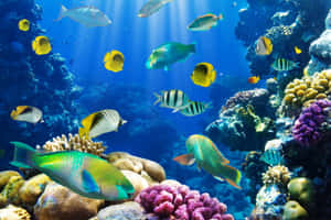 探索水族館的寧靜之美。 — 酷魚 壁紙