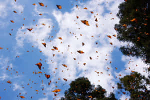 橙色蝴蝶在藍天白雲和綠樹中飛翔。 — 蝴蝶 壁紙