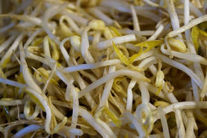 新鮮豆芽，白色莖和黃色尖端 — 蔬菜 壁紙