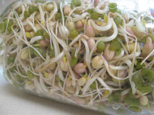 新鮮豆芽在透明容器中，帶有水珠。 — 蔬菜 壁紙