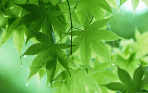 森林中沾滿露水的楓葉特寫 — 綠色植物 壁紙