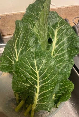 廚房水槽中帶有水珠的新鮮高麗菜葉。 — 蔬菜 壁紙
