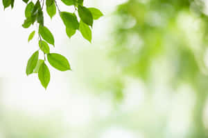 細緻的綠葉懸掛，帶有柔和背景散景。 — 綠色植物 壁紙