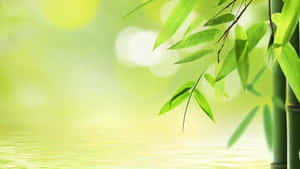 竹葉懸掛在靜止的水面上，柔和的光線穿過。 — 竹子 壁紙