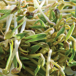 新鮮綠豆芽，白色莖部和小葉子。 — 1:1 壁紙
