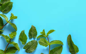 新鮮薄荷葉在明亮的藍色背景上以平面佈局呈現。 — 我們的夏天 壁紙