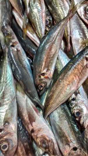 新鮮鯖魚堆疊在市場攤位上。 — 海鮮 壁紙