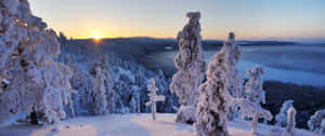冬季森林中積雪的樹木，日出時分，下方是霧氣瀰漫的山谷。 — 冬季風景 壁紙