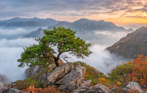 懸崖上的一棵孤松俯瞰著日出時的霧海。 — 綠色樹木動畫 壁紙