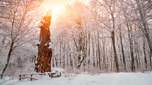 陽光穿過雪樹，前景中有一個突出的結霜樹樁。 — 冬季風景 壁紙